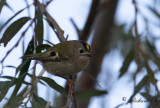 Kungsfgel - Goldcrest (Regulus regulus)