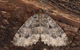 Vägtornsmätare - The Tissue (Triphosa dubitata)