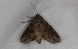 Brungrtt lundfly - Pale Shining Brown (Polia bombycina)