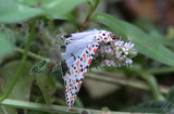 Kattunspinnare - Crimson-speckled moth (Utetheisa pulchella)