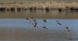 Blsgs - Greater white-fronted Goose (Anser albifrons)