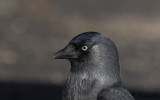Kaja - Western Jackdaw (Corvus monedula)