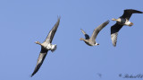 Blsgs - Greater White-fronted Goose (Anser albifrons)
