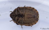 Torrgrsbrfis (Eurygaster maura)