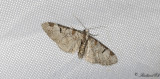 Hagtornsmalmtare - Pinion-spotted Pug (Eupithecia insigniata)