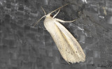 Strimvassfly - Flame Wainscot (Senta flammea)