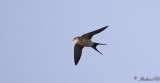Rostgumpsvala - Red-rumped Swallow (Hirundo daurica)