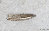 Lngsikelvecklare (Ancylis apicella)