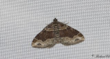 Rostrd fltmtare - Dark-barred Twin-spot Carpet (Xanthorhoe ferrugata)