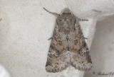 Brunt lundfly - Pale-shouldered Brocade (Lacanobia thalassina)