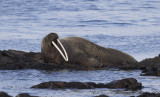 Valross - Walrus (Odobenus rosmarus)