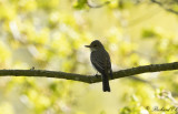 Gr flugsnappare - Spotted Flycatcher (Muscicapa striata)