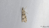 Molnugglemott - Small Grey (Eudonia mercurella)