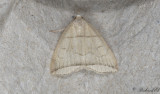 Spetsstreckat tofsfly - Small Fan-foot (Herminia grisealis)
