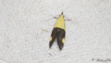 Blgul praktmal (Oecophora bractella)