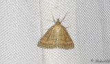Pudrat ngsmott (Psammotis pulveralis)