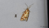 Blek tallskottvecklare - Pine Shoot Moth (Rhyacionia buoliana)
