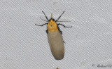 Kungslavspinnare - Four-spotted Footman (Lithosia quadra)