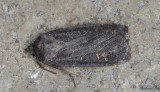 Alvarjordfly (Euxoa adumbrata)