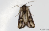 Tandat Johannesrtsfly - Purple Cloud (Actinotia polyodon)