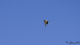 Bitare - European Bee-eater (Merops apiaster)
