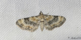 Gulsporrmalmtare (Eupithecia linariata)