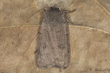 Hedjordfly - Neglected Rustic (Xestia castanea)