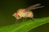 Sapromyza sexpunctata 12/07/19.jpg