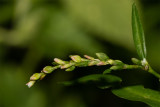 Water-pepper - Persicaria hydropiper 25/08/19.jpg