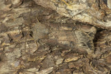 Dark Sword-grass Moth - Agrotis ipsilon 10/11/19.jpg