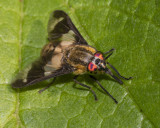 Splayed Deerfly - Chrysops caecutiens f 02-06-20.jpg