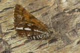 Moth - Bordered White - Bupalus piniaria 02-06-20.jpg