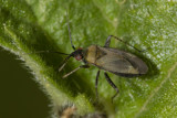 Mirid Bug - Plagiognathus arbustorum 15-06-20.jpg