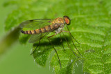 Little Snipefly - Chrysopilus asiliformis m 25-06-20.jpg