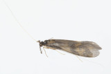 Caddis Fly - possibly worn Mystacides longicornis 23-08-20.jpg