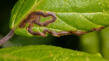 Leafmine on bramble poss Stigmella sp moth 14-09-20.jpg