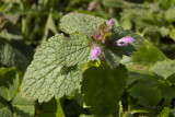 Red Dead-nettle - Lamium purpureum 22-02-21.jpg
