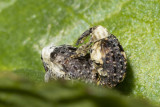 Figwort Weevil - Cionus scrophulariae pair 01-06-21.jpg