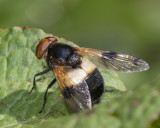 Volucella pellucens m 16-06-21.jpg