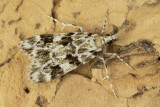 Moth - Eudonia delunella 21-07-21.jpg