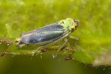 Leafhopper - Cicadella viridis m 29-07-21.jpg