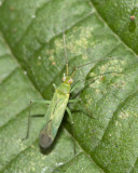Black Kneed Capsid - Blepharidopterus angulatus  29-08-21.jpg