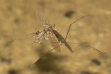 Pond Skater with Mayfly prey 17-09-21.jpg
