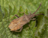 Denticulate Leatherbug - Coriomeris denticulatus 24-03-22.jpg