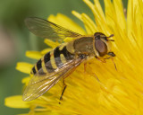 Syrphus ribesii f 18-04-22.jpg