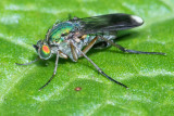 Poecilobothrus nobilitatus 30-05-22.jpg
