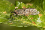 Article 1 - Notch-horned Cleg Horsefly - Haematopota pluvialis f 17-07-21.jpg