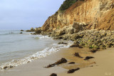  Point Addis