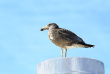 Flesh-footed Shearwater