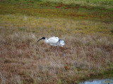 White Ibis